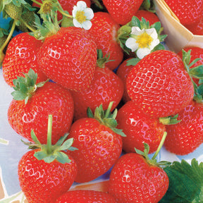 Erdbeere ‘La Savoureuse de Willemse®’ (x20) - Willemse