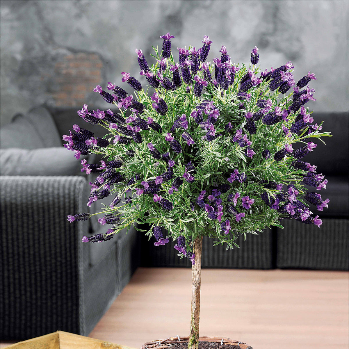 Schopflavendel - Lavandula stoechas - Willemse