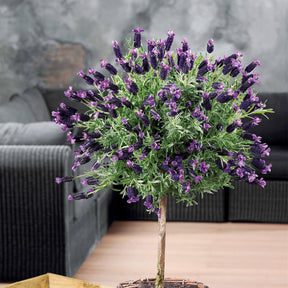 Schopflavendel - Lavandula stoechas - Willemse