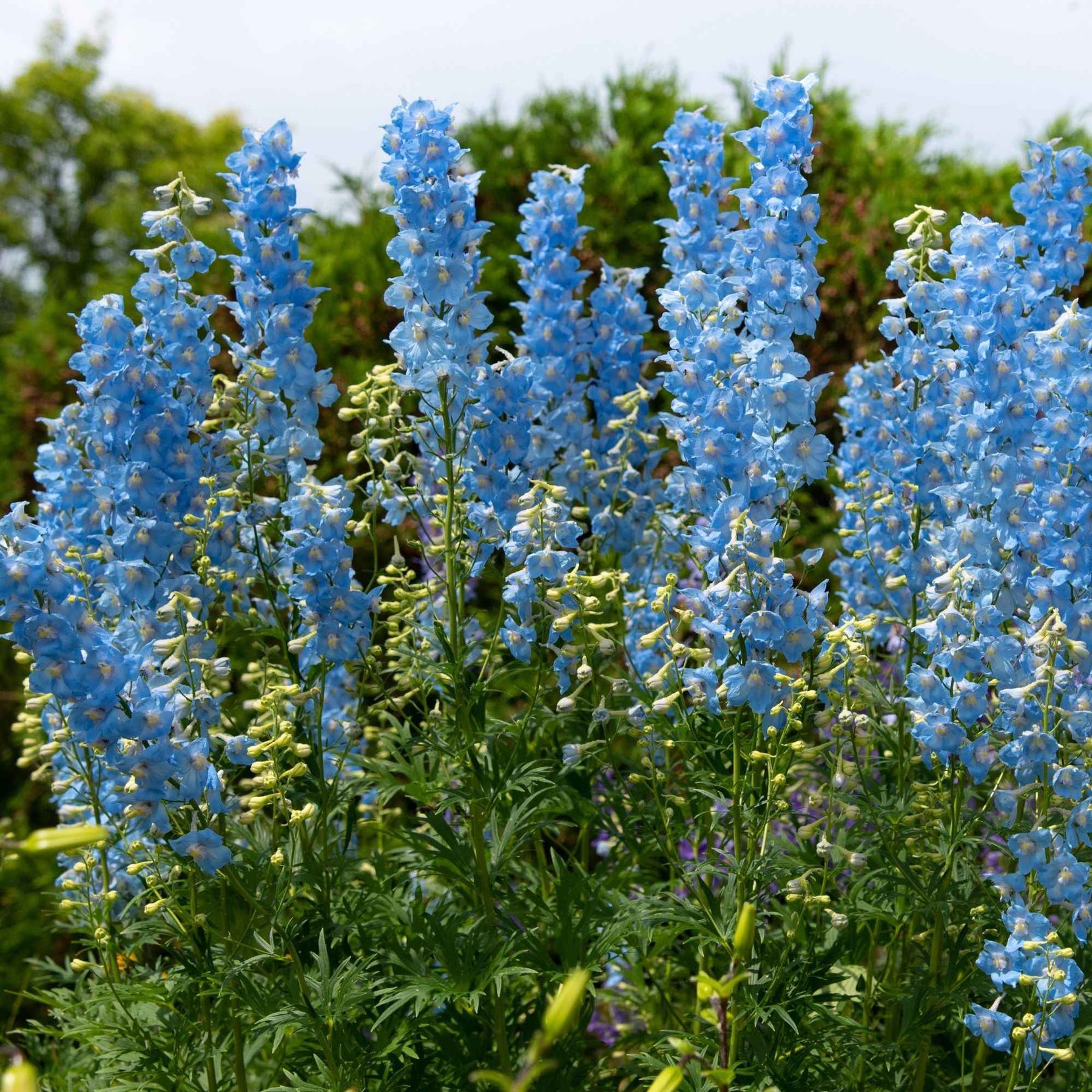 Rittersporn ‘Ciel Bleu’ (x5) - Willemse