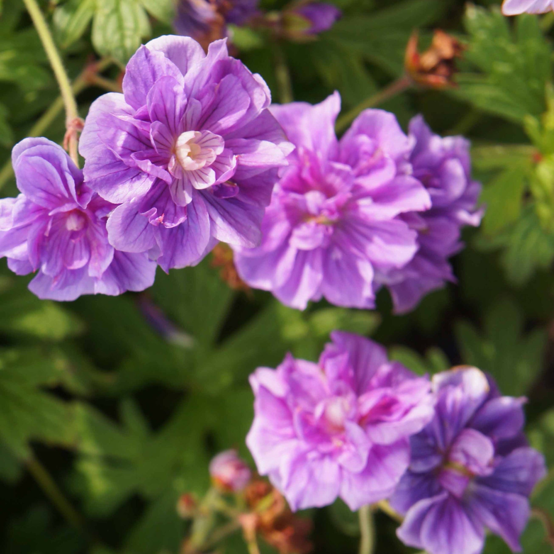 Storchschnabel ‘Caeruleum Plenum’ (x2) - Geranium pratense plenum caeruleum - Willemse