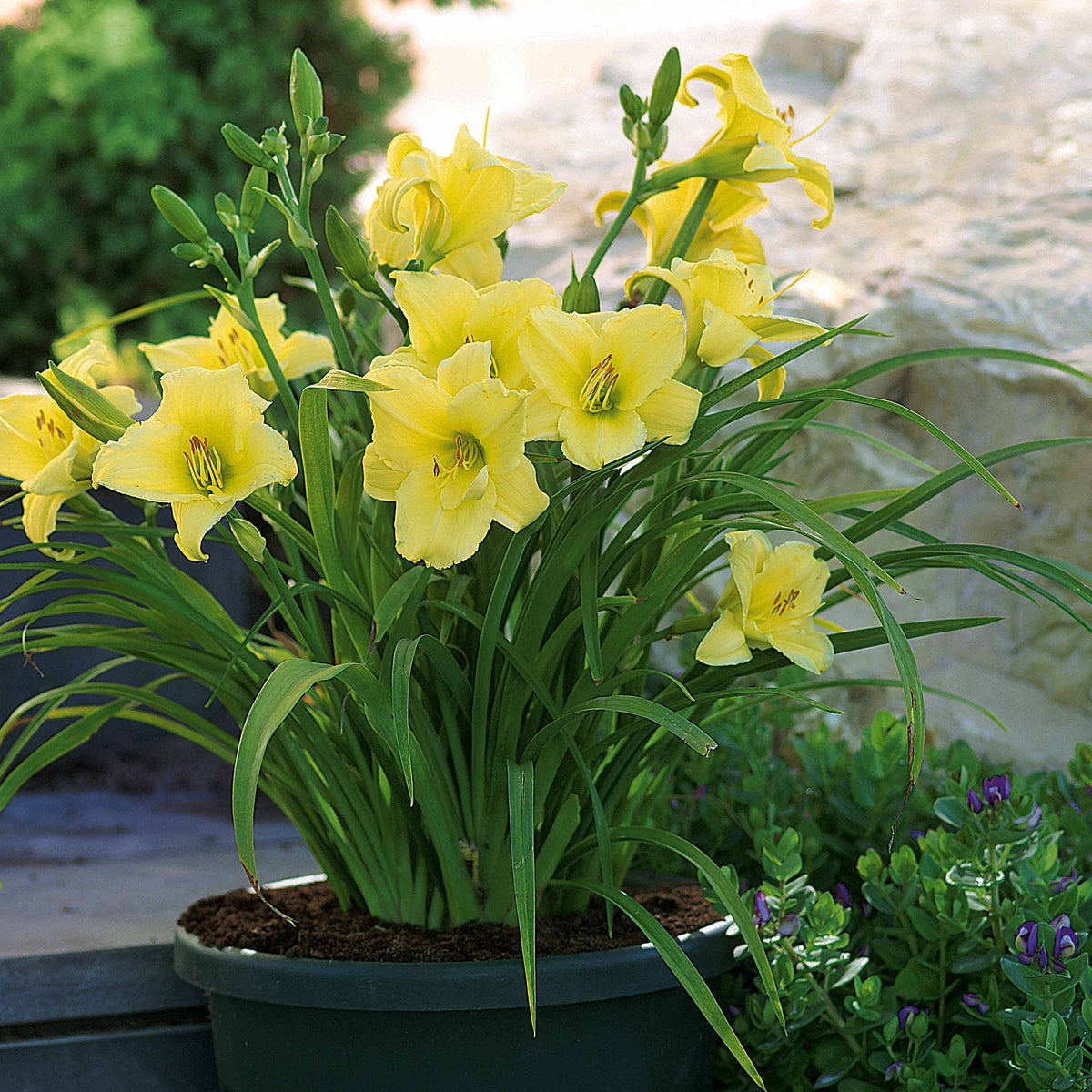 Duft-Taglilien ‘Fragrant Returns’ (x3) - Willemse