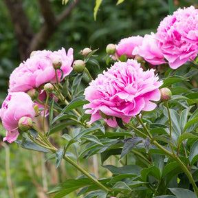 Paeonia lactiflora Sarah Bernhardt - Pfingstrose ‘Sarah Bernhardt’ - Pfingstrosen
