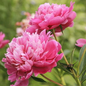 Pfingstrose ‘Sarah Bernhardt’ - Willemse