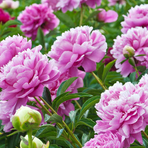 Pfingstrose ‘Sarah Bernhardt’ - Paeonia lactiflora Sarah Bernhardt - Willemse