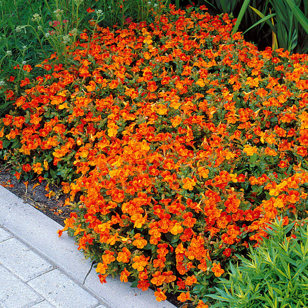 Garten-Gauklerblume (x5) - Mimulus orange glow - Willemse