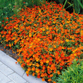 Garten-Gauklerblume (x5) - Mimulus orange glow - Willemse