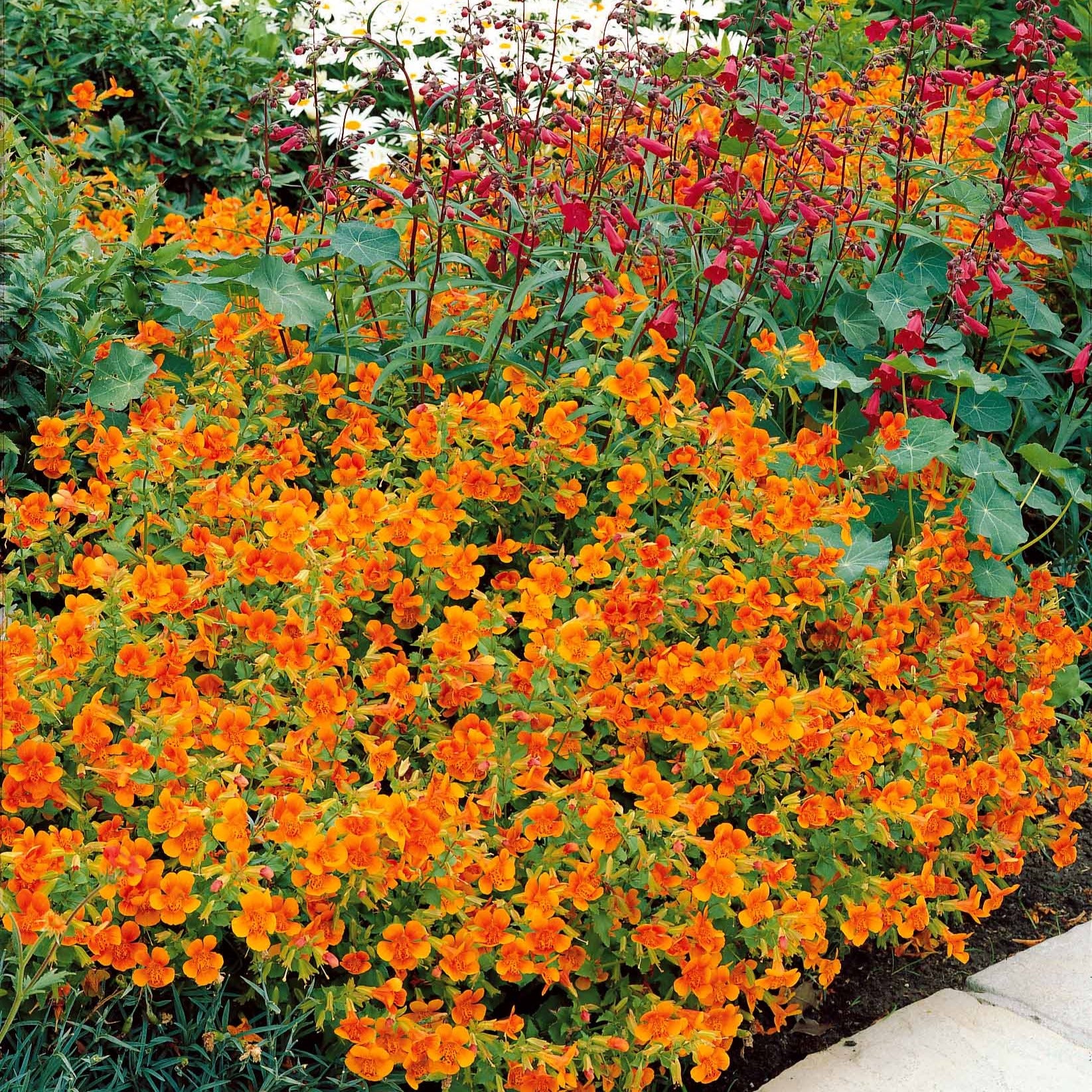 Garten-Gauklerblume (x5) - Willemse