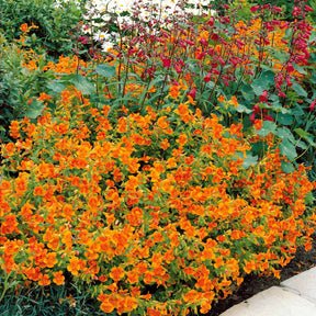 Garten-Gauklerblume (x5) - Willemse