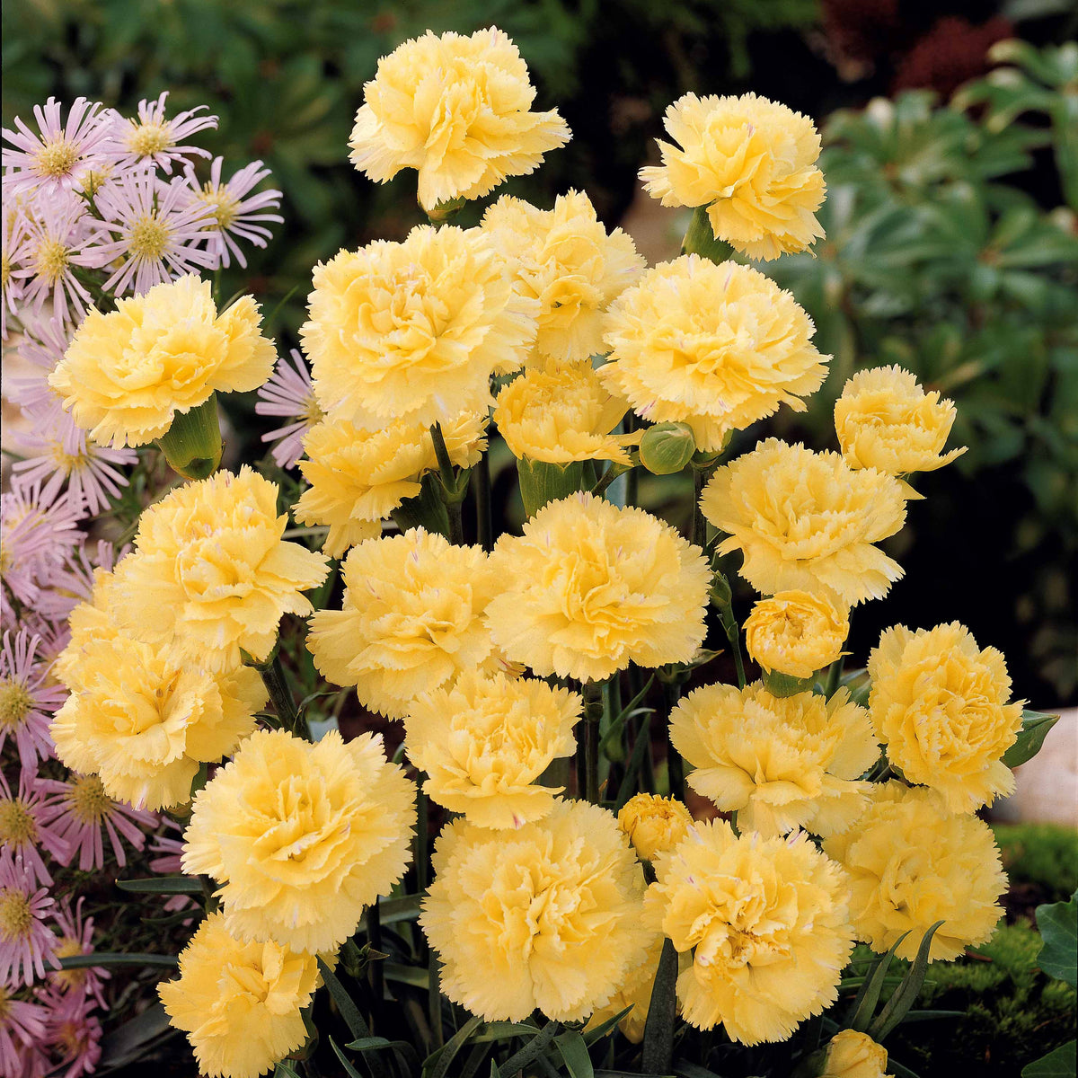 Nelken Grenadin gelb (x2) - Dianthus caryophyllus grenadin yellow - Willemse