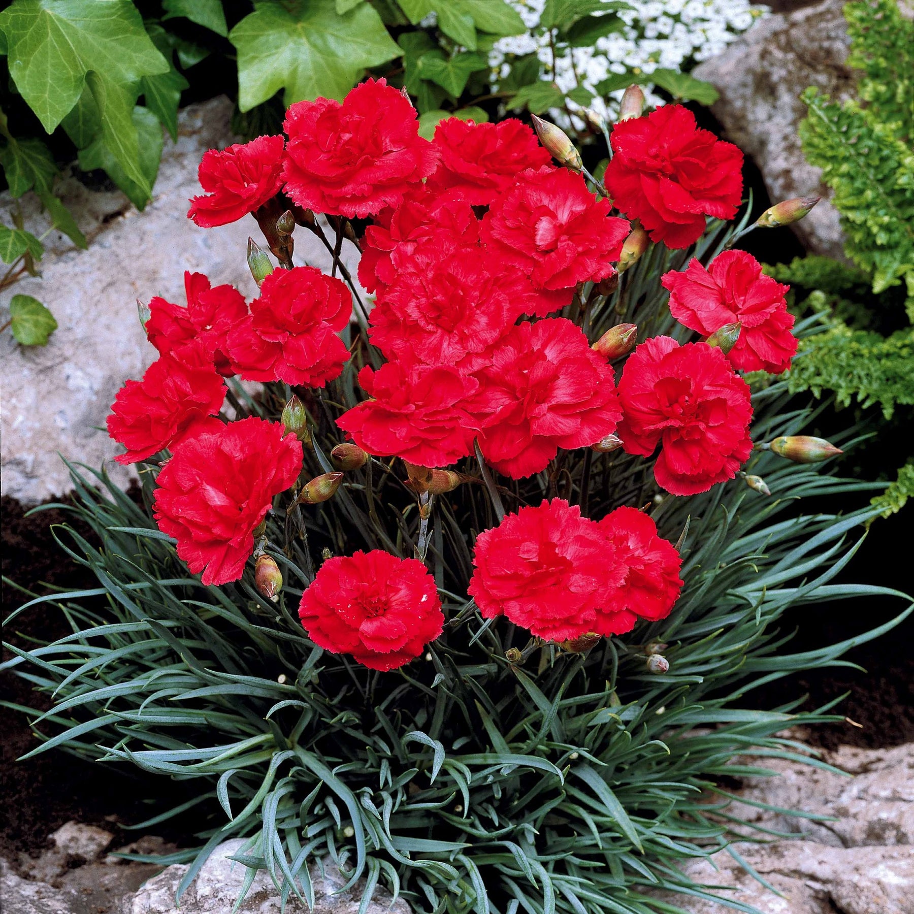 Nelke Grenadin Scarlet (x2) - Willemse