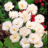 Gartennelken ‘Grenadin White’ (x2) - Dianthus caryophyllus Grenadin white - Willemse