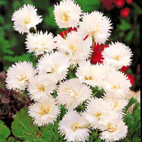 Gartennelken ‘Grenadin White’ (x2) - Dianthus caryophyllus Grenadin white - Willemse