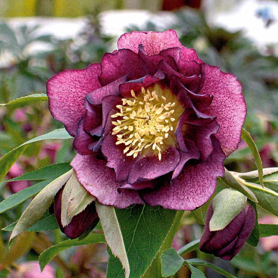 Gefüllte Lenzrosen ‘Double Ellen Red’ (x2) - Willemse