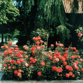 Strauchrose Doris Tysterman - Willemse