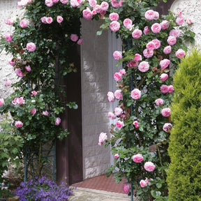 Kletterrose ‘Pierre de Ronsard®’ - Willemse