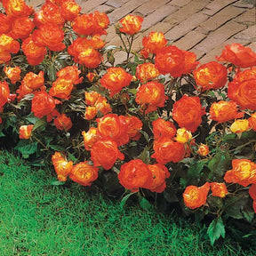 Polyantha-Rose ‘Harlequin’ - Rosa polyantha Harlequin (harlekeijn) - Willemse