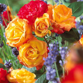 Polyantha-Rose ‘Harlequin’ - Willemse