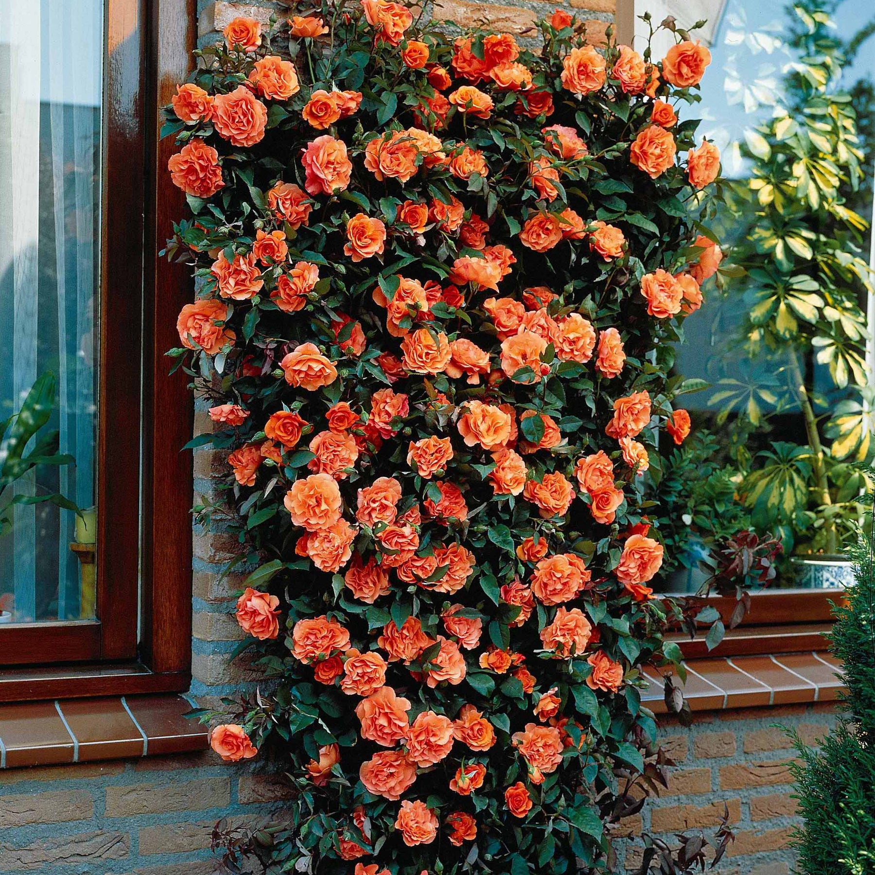 Rosa metanoia - Kletterrose Metanoia - Kletterrosen