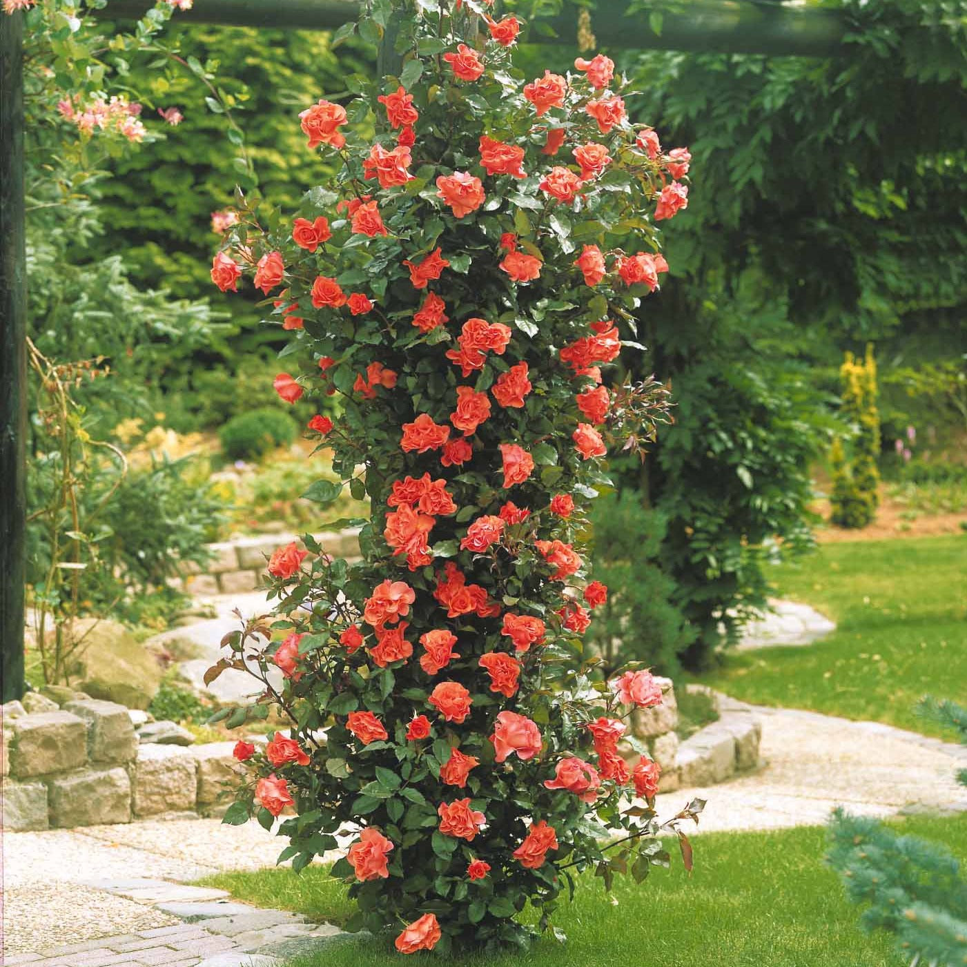 Kletterrose Metanoia - Willemse