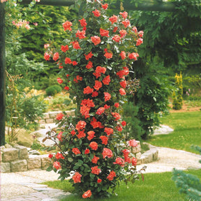 Kletterrose Metanoia - Willemse