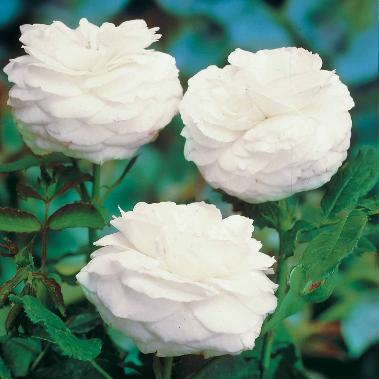 Strauchrose ‘Boule de Neige’ - Willemse