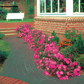 Bodendeckerrosen Mirato ® - Rosa Mirato ® - Willemse