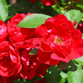 Polyantha-Rose rot - Rosa polyantha - Willemse