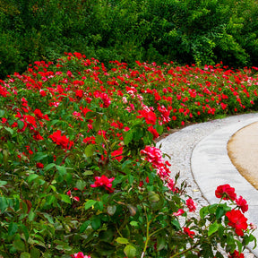 Polyantha-Rose rot - Willemse