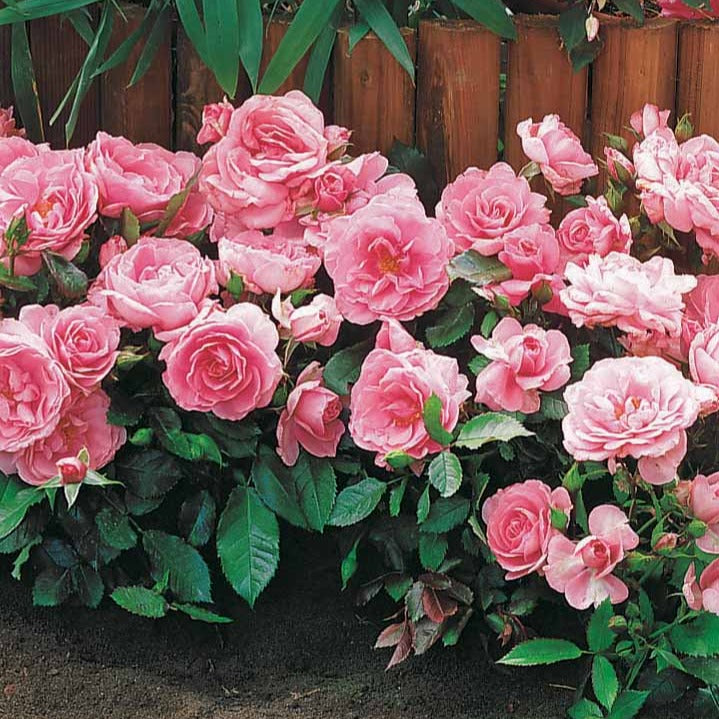 Minirosen ‘Randilla’ rosa (x3) - Rosa randilla - Willemse