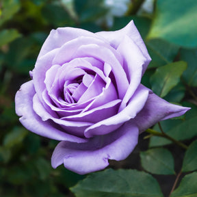 Strauchrose violett - Rosa - Willemse