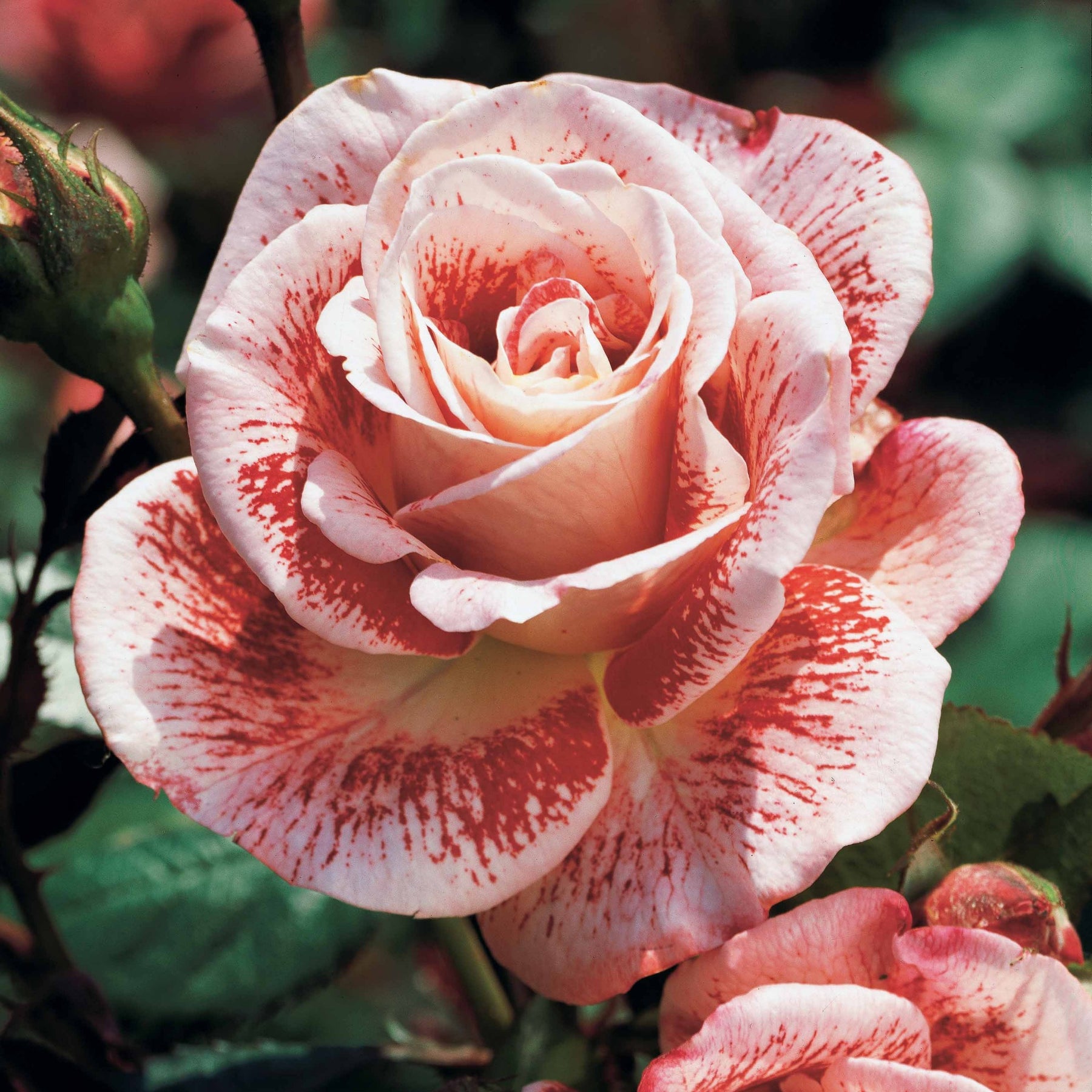 Strauchrose Famosa - Willemse