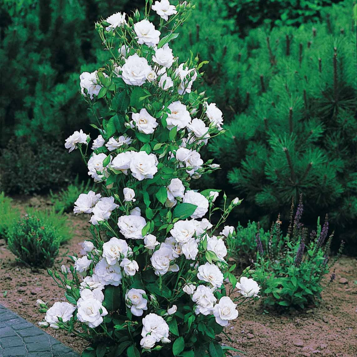 Strauchrose Korbin - Rosa korbin - Willemse