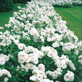 Floribundarose ‘Princesse de Galles®’ - Rosa floribunda princesse de galles ® hardinkum - Willemse