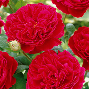 Floribunda-Rose Red Leonardo da Vinci ® Meiangele - Rosa floribunda Red Leonardo Da Vinci ® Meiangele - Willemse