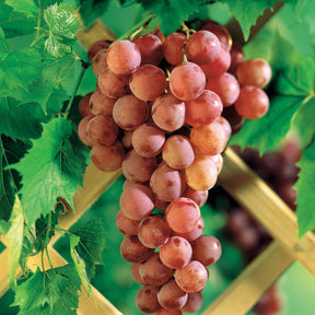 Tafeltraube ‘Chasselas Rose’ - Vitis vinifera Chasselas rose - Willemse