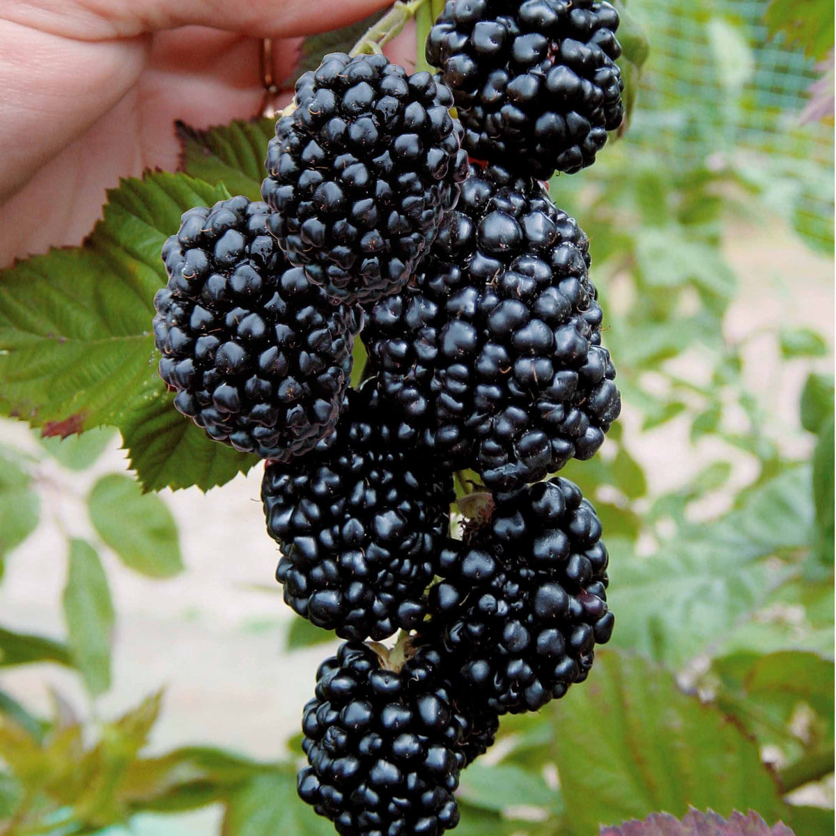 Brombeere 'Triple Crown' - Willemse