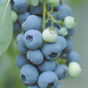 Verkauf Heidelbeere Vitaminos