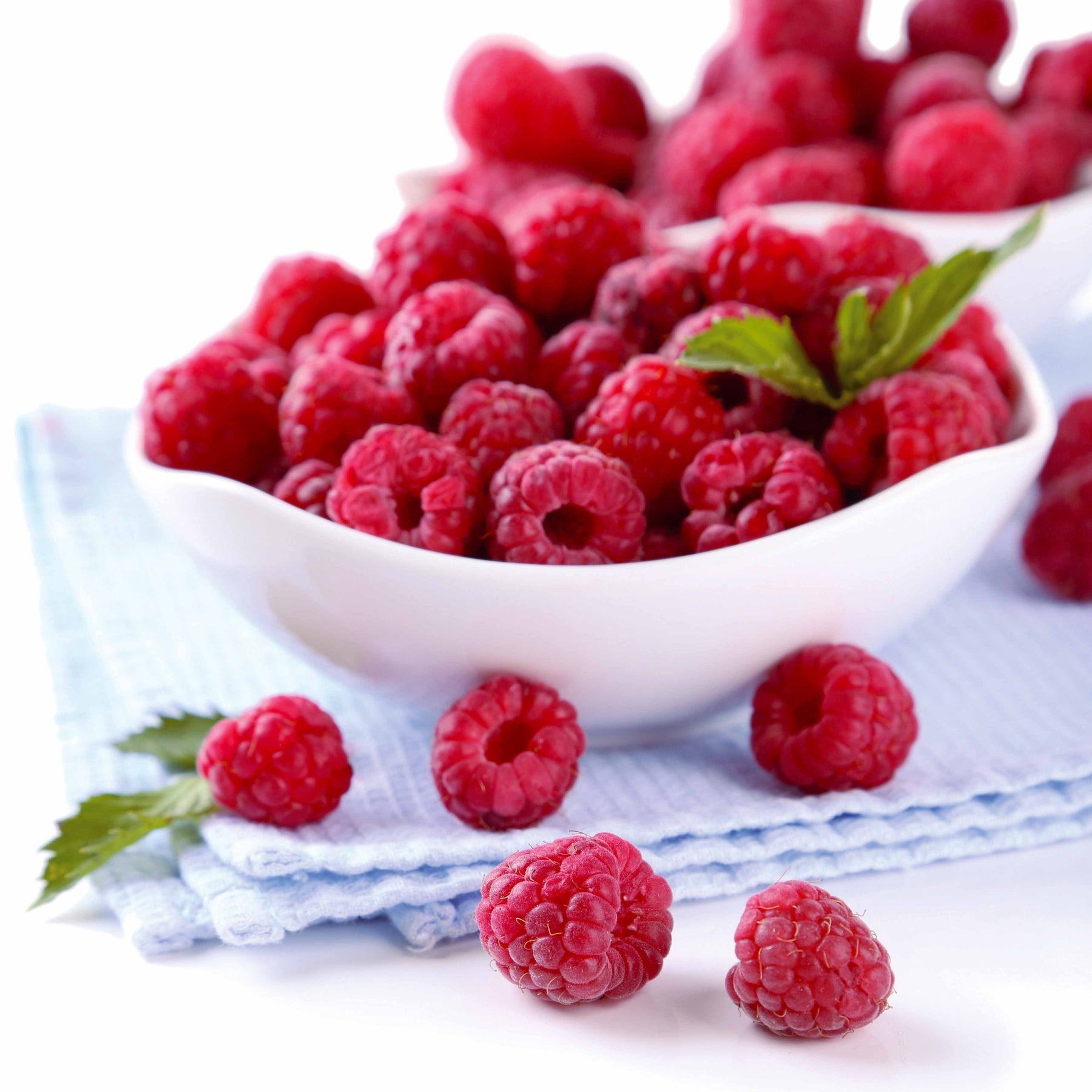 Remontant Himbeere Heritage - Rubus idaeus Heritage - Willemse
