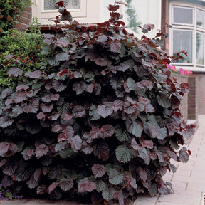 Bluthasel 'Purpurea' - Corylus maxima purpurea - Willemse