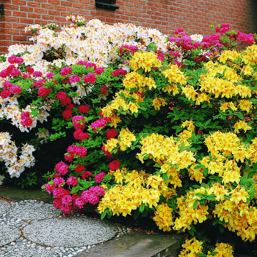 Azalee (Chinesische) ‘Harvest Moon’ - Rhododendron (Azalea) mollis Harvest Moon - Willemse