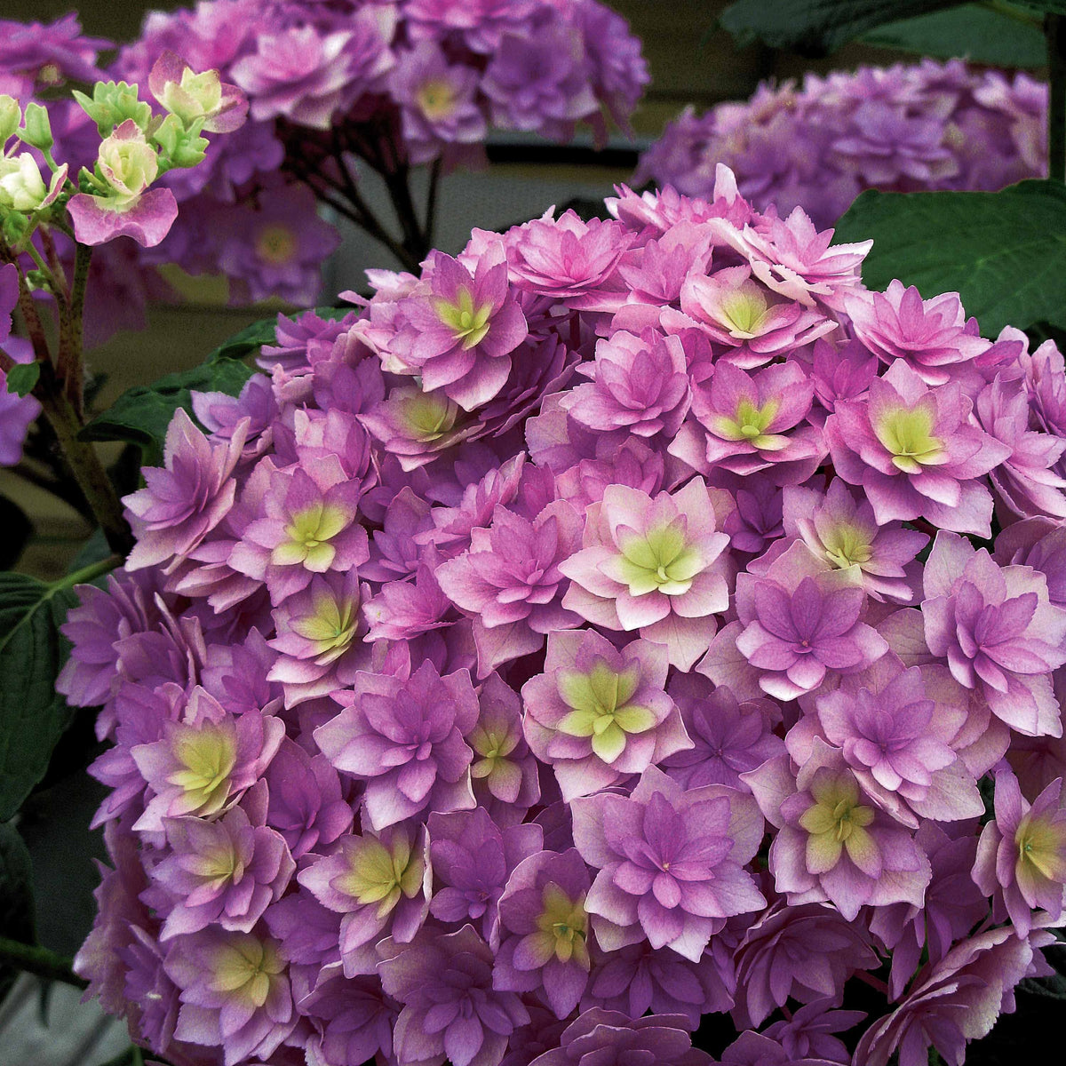 Bauernhortensie Expression - Willemse