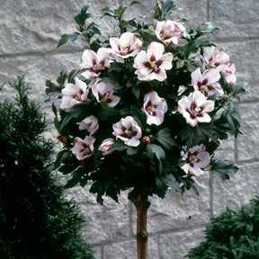 Garteneibisch auf Stamm weiß-rot - Hibiscus syriacus - Willemse