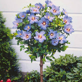 Garteneibisch auf Stamm blau - Hibiscus syriacus - Willemse