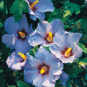 Hibiscus syriacus - Garteneibisch auf Stamm blau - Hibiskus