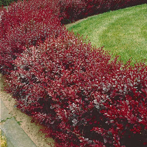 Blut-Berberitze ‘Atropurpurea’ Hecke - Berberis thunbergii Atropurpurea - Willemse