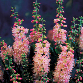 Silberkerzenstrauch (x2) - Clethra alnifolia - Willemse