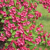 Weigela florida Bristol Ruby - Weigelie Bristol Rubin - Sträucher