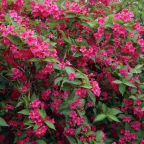 Weigelie Bristol Rubin - Weigela florida Bristol Ruby - Willemse
