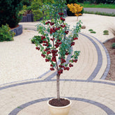 Zwerg-Süßkirsche ‘Van’ - Prunus avium van - Willemse